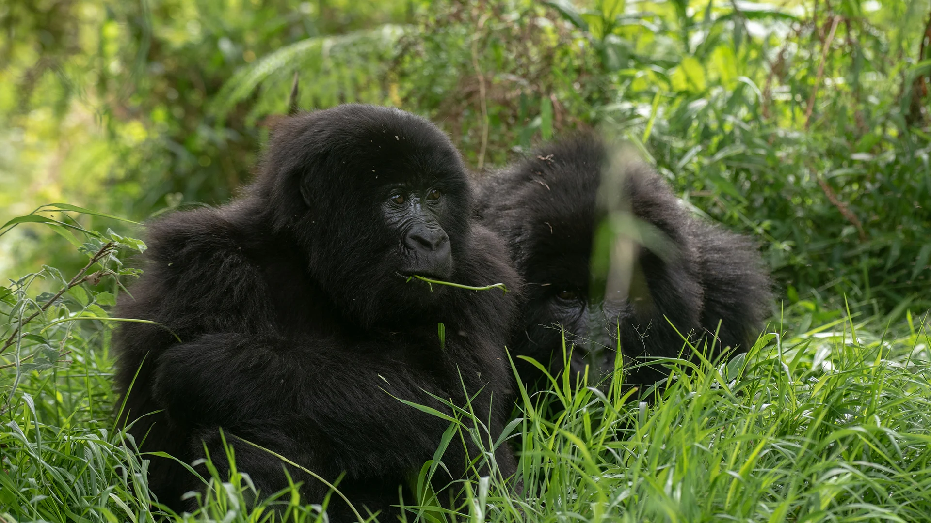 2 Days Rwanda Gorilla Safari