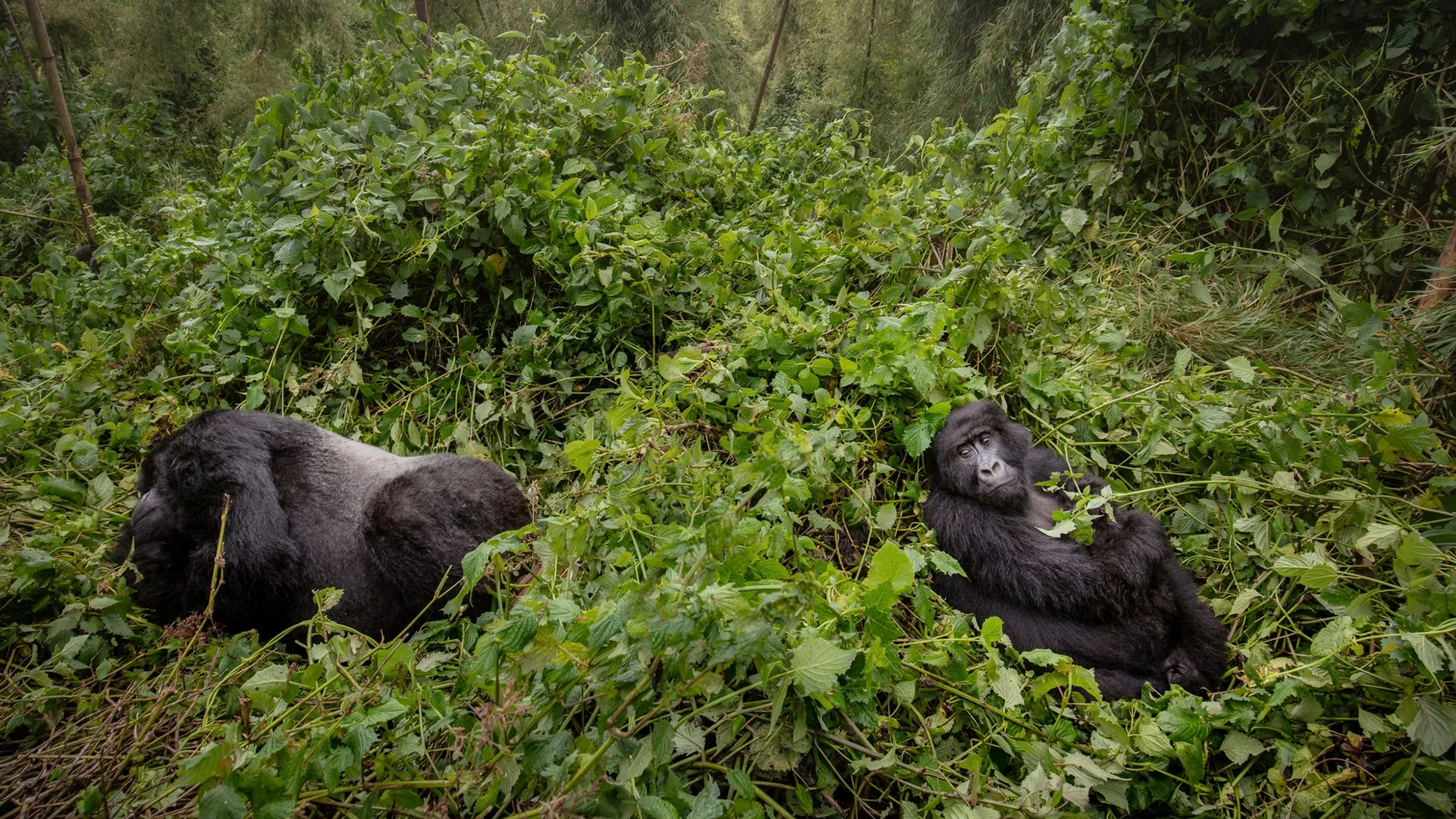 5 Days Rwanda Gorillas and Wildlife Safari