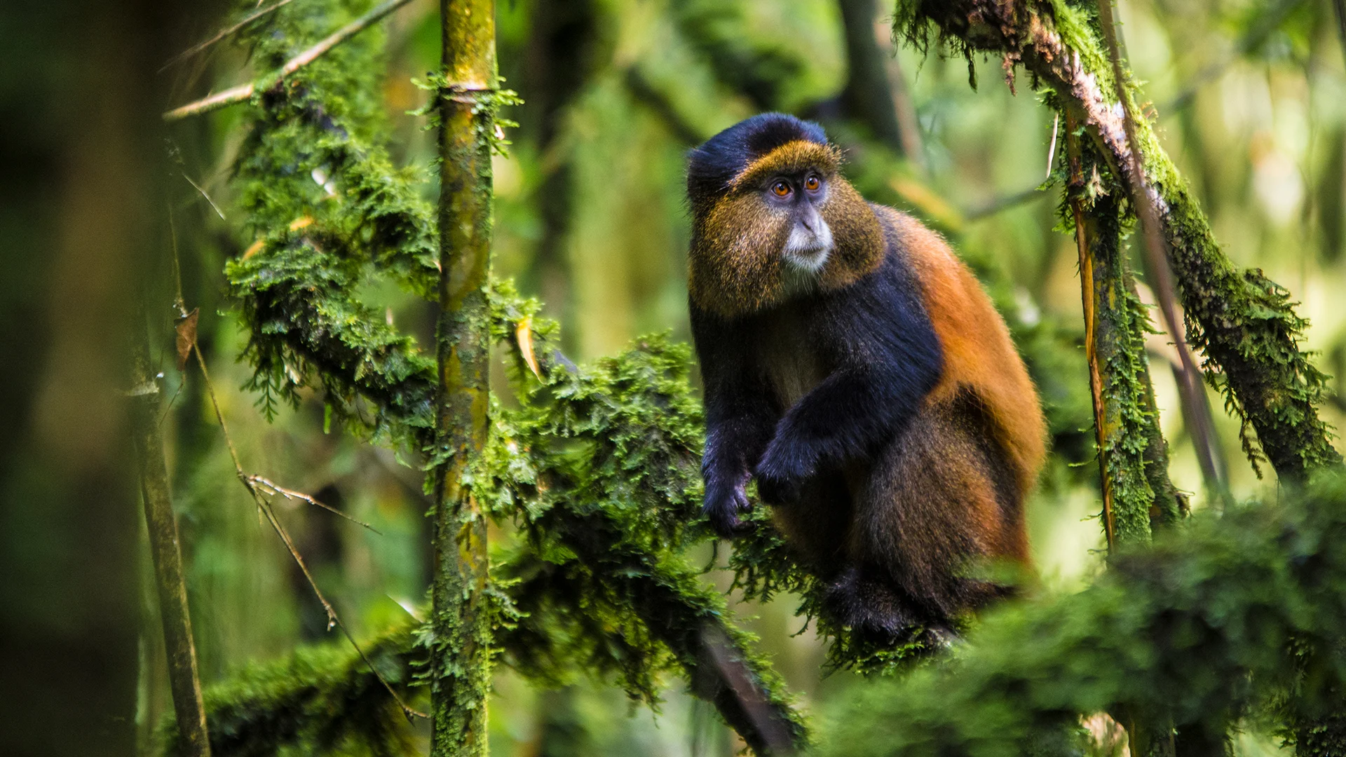 6 Day Gorilla, Golden Monkey & Chimpanzee Tracking