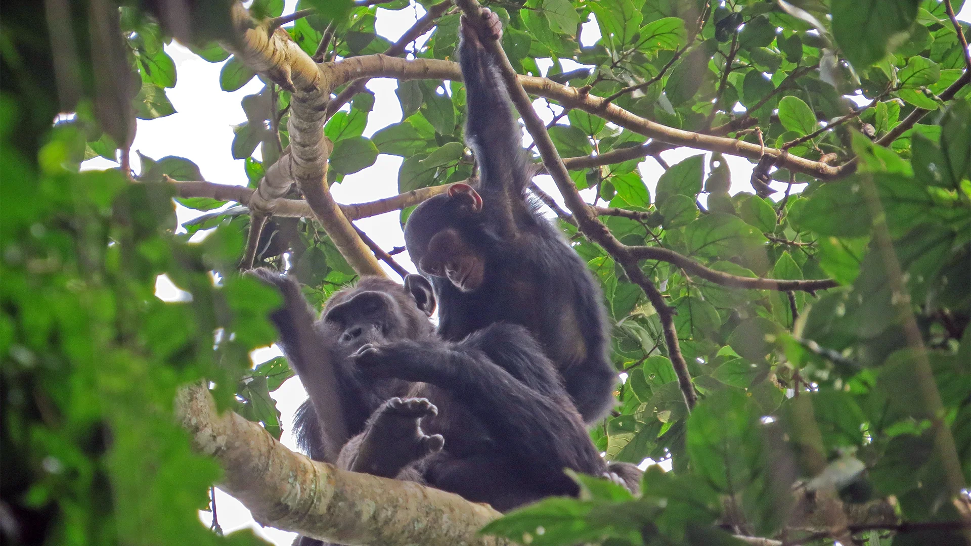 3 Days in Nyungwe Forest National Park