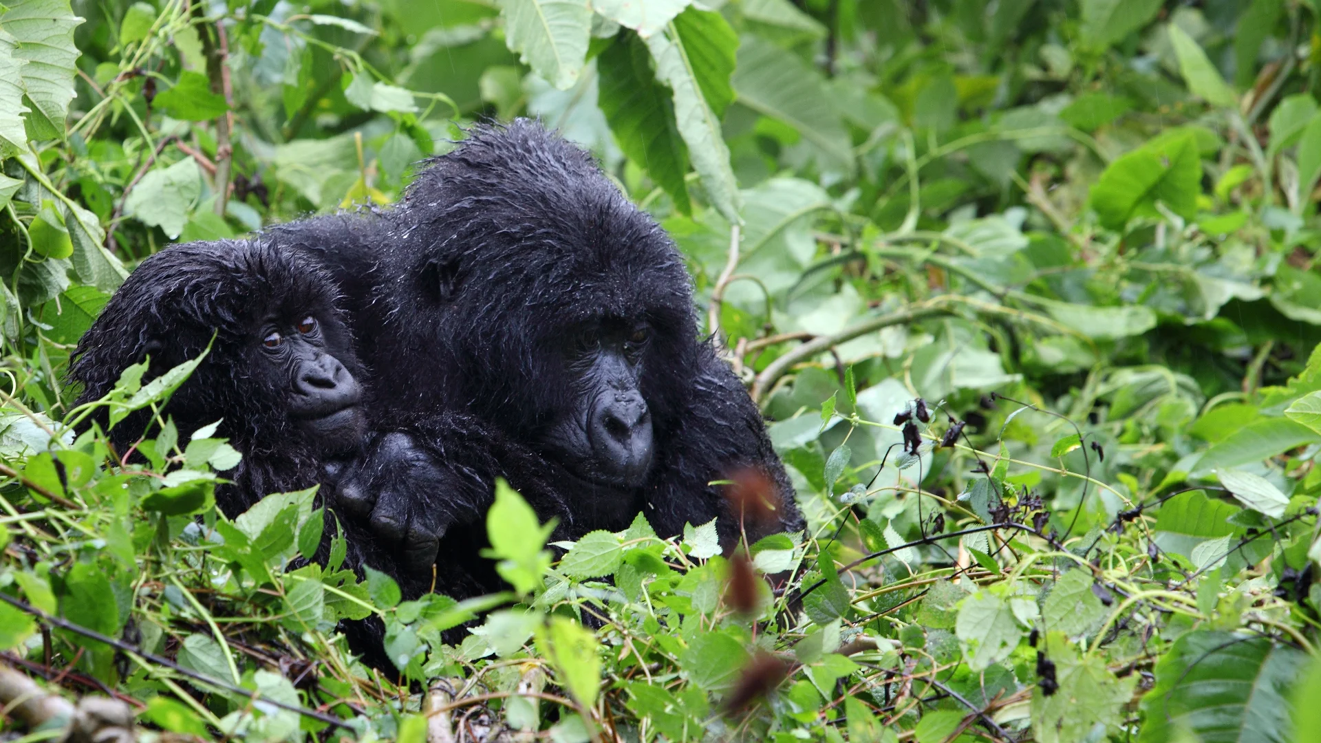 Uganda