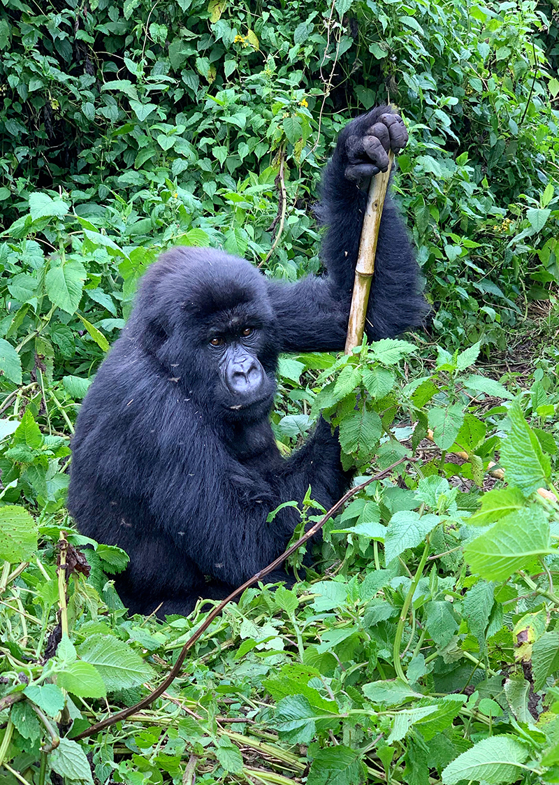 Uganda