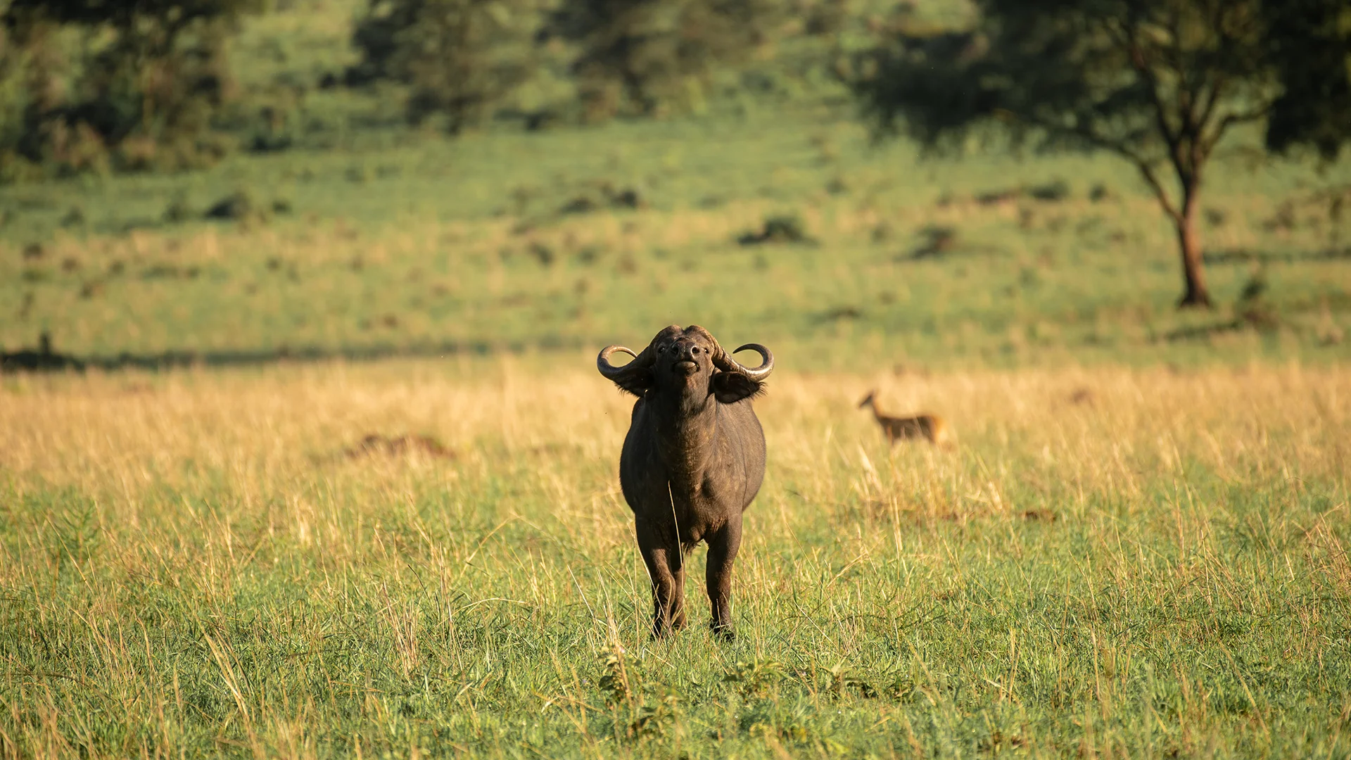 3 Days Akagera National Park Tour