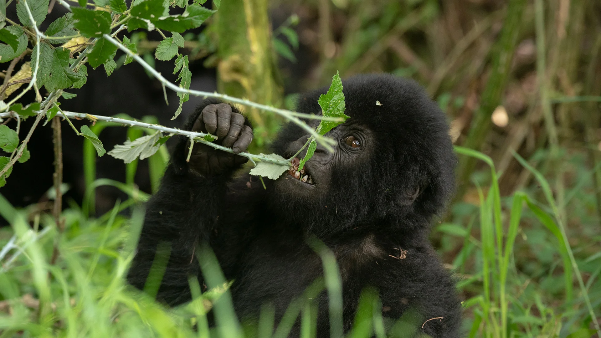 4 Days Rwanda Gorillas & Dian Fossey Graveyard Hike