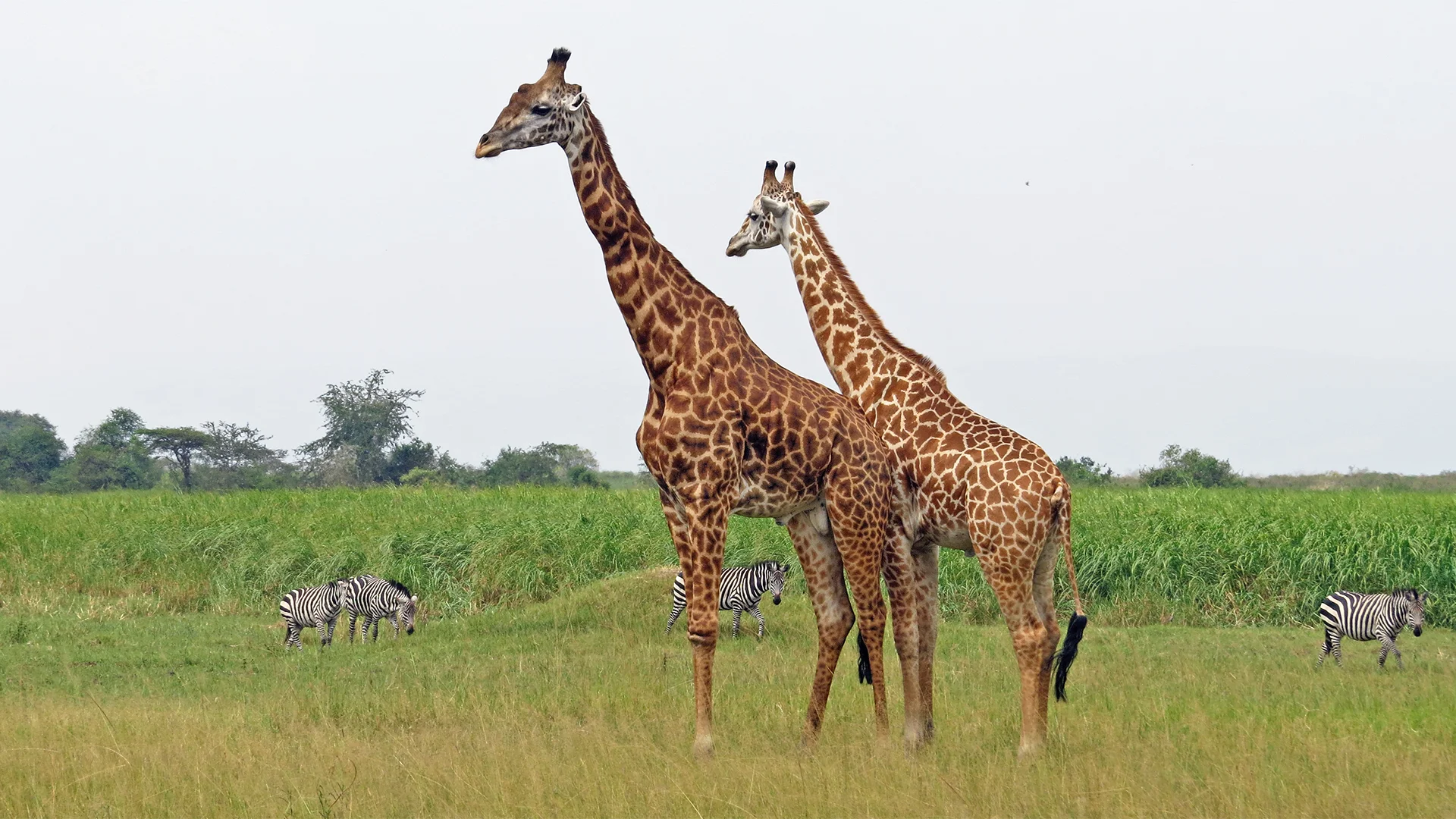 Akagera National Park wildlife