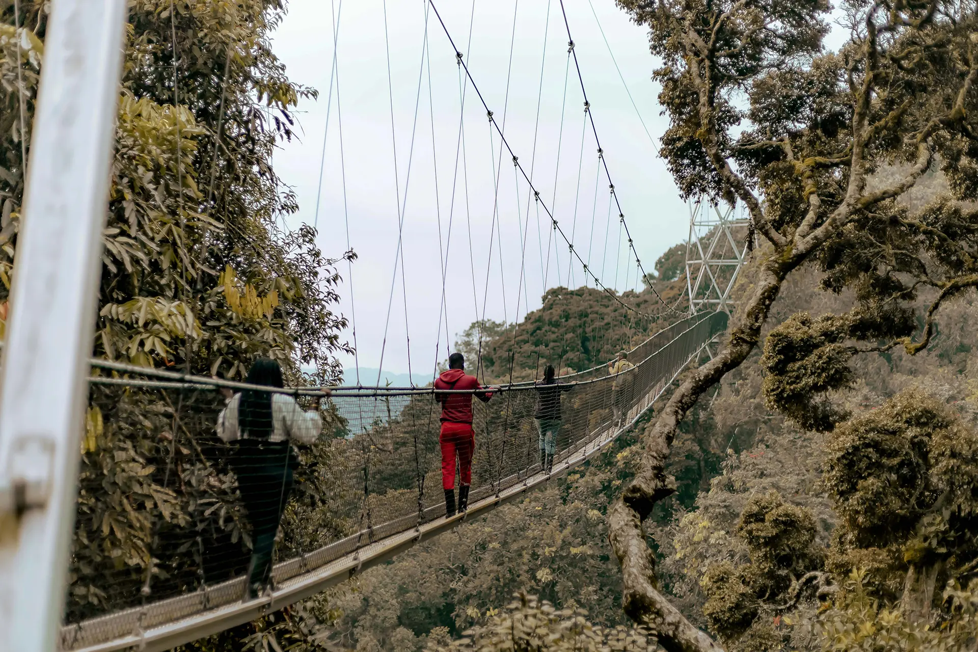 Nyungwe canopy walk - treetop adventure