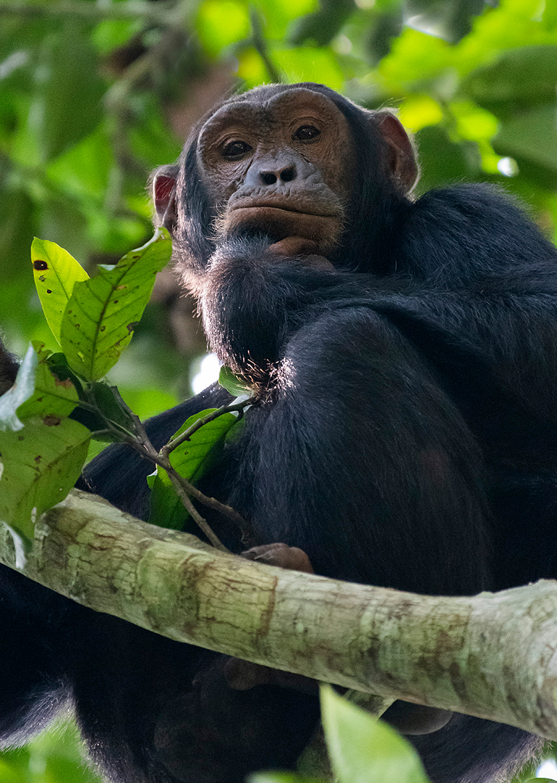 Chimpanzee - Nyungwe Forest