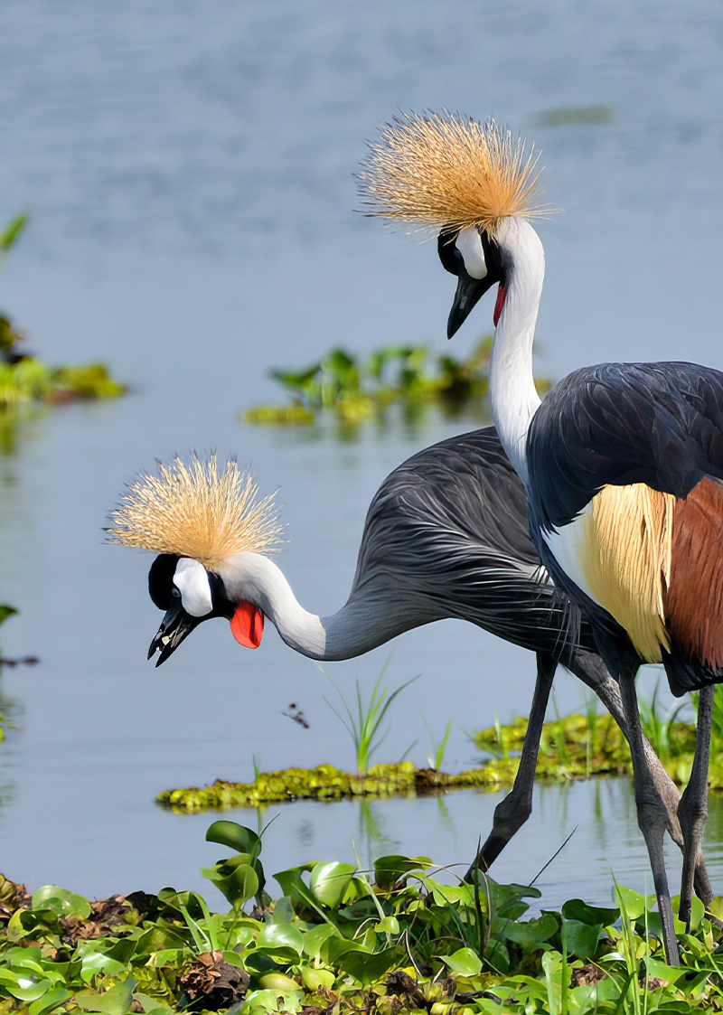 Grey crowned cranes - Rwanda birding safari
