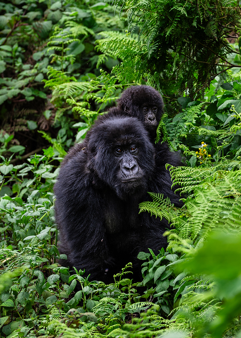 Mother gorilla with baby - Volcanoes National Park