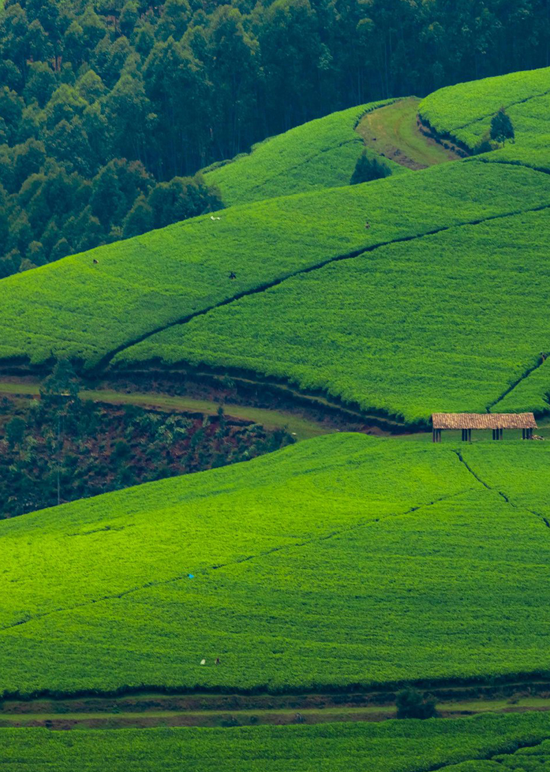 Tea estate - Rwanda highlands