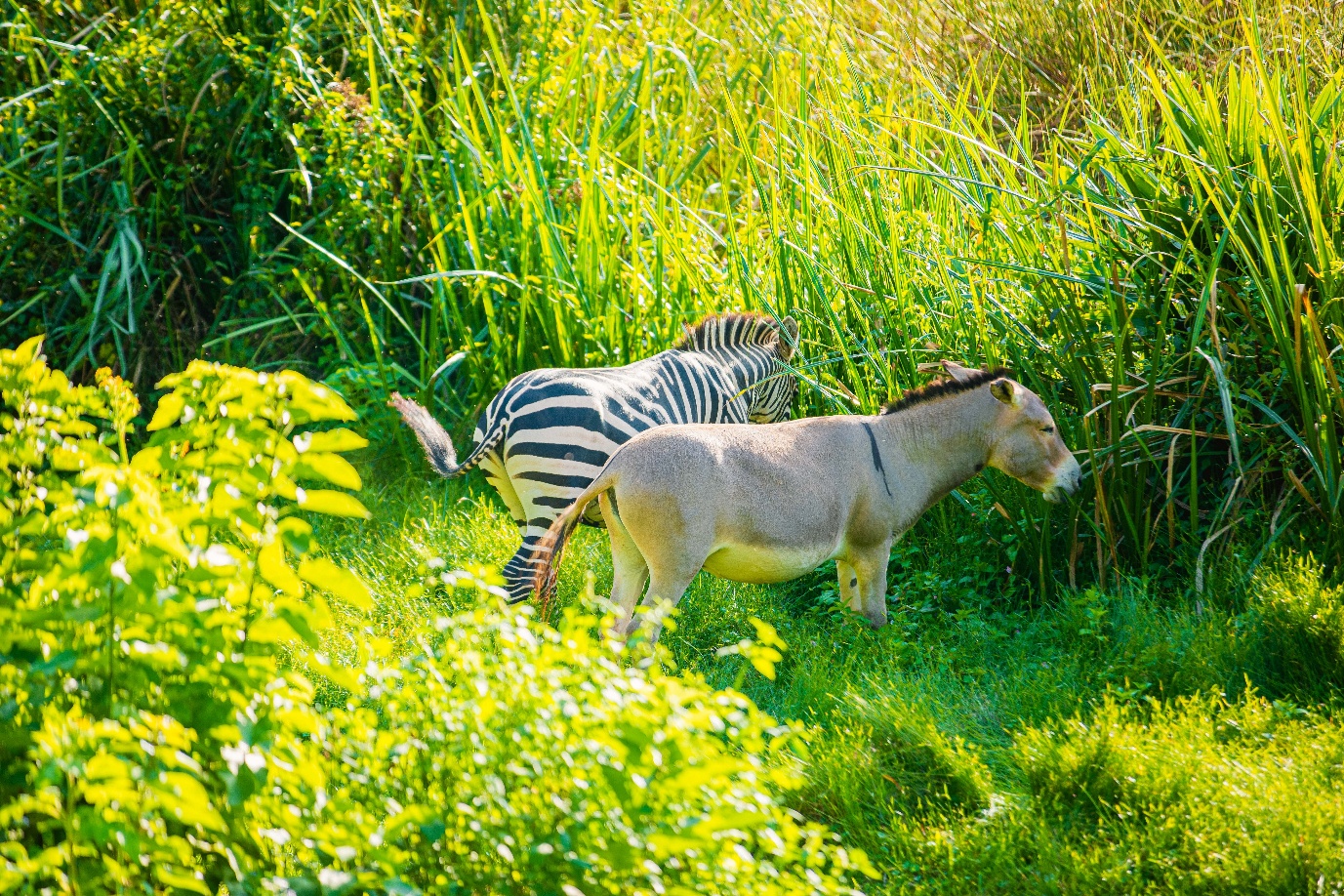 Akagera National Park