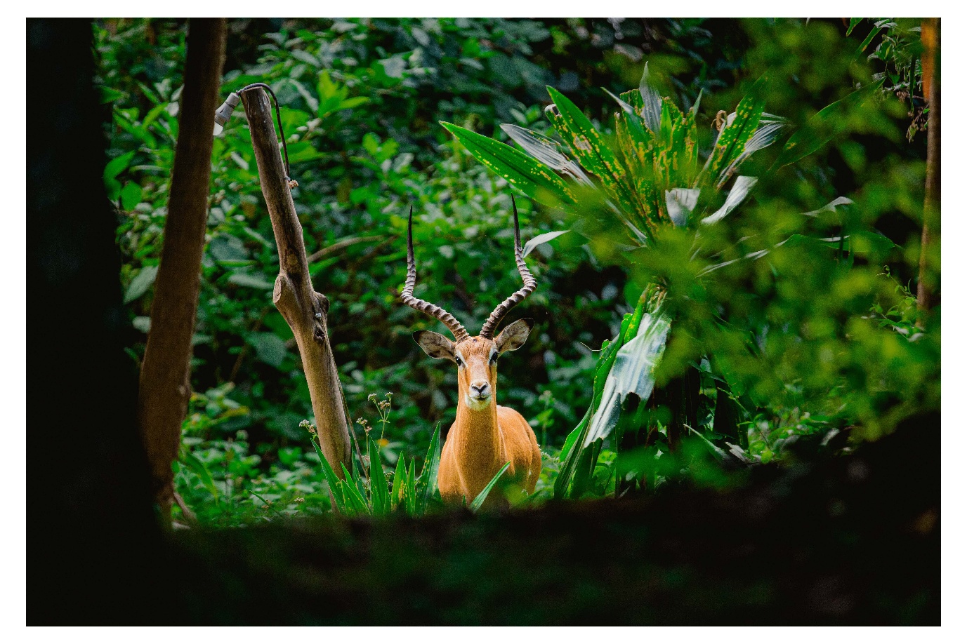 Akagera National Park