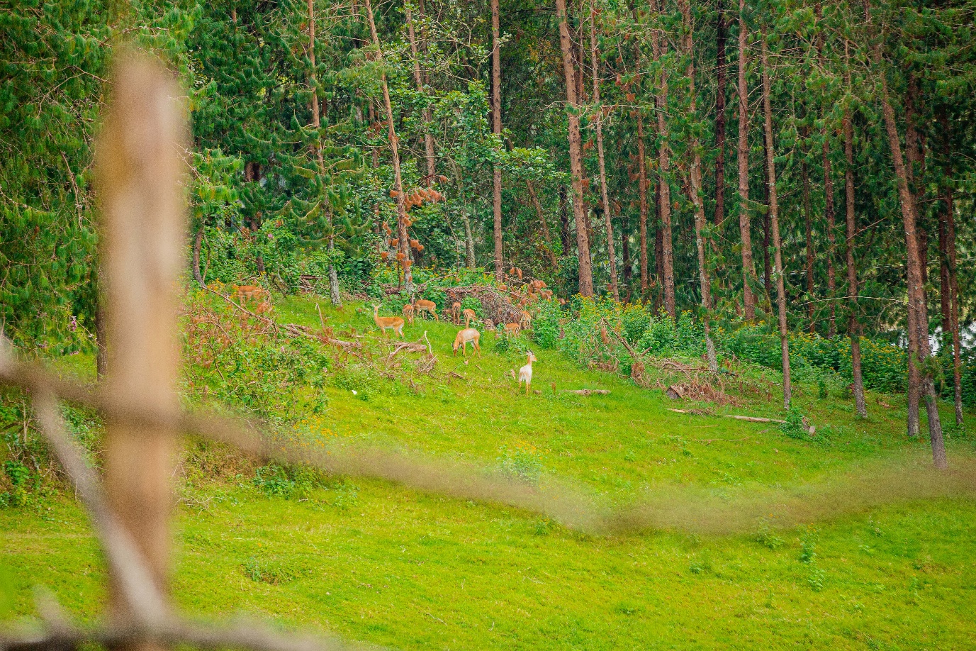 Nyungwe Forest National Park